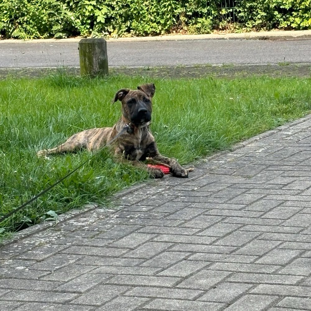 Hundetreffen-Gassi Runde in Rostock-Profilbild