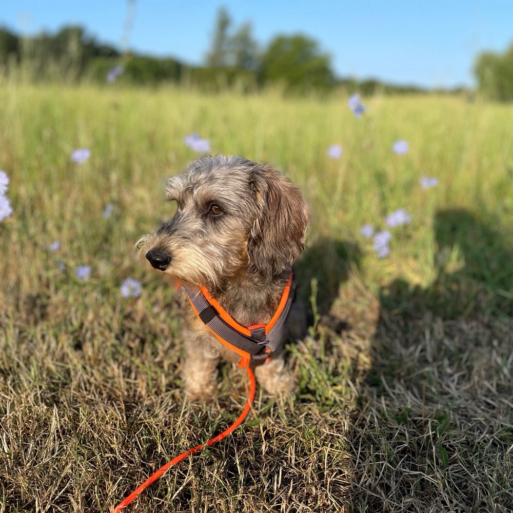 Hundetreffen-Spieltreffen und Socialwalks-Profilbild