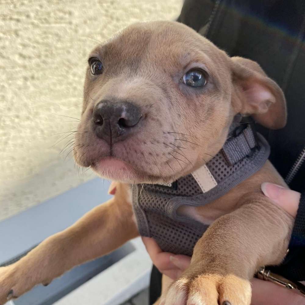 Hundetreffen-Suche einen Welpen Freund um soziale Kontakte zu knüpfen.-Profilbild