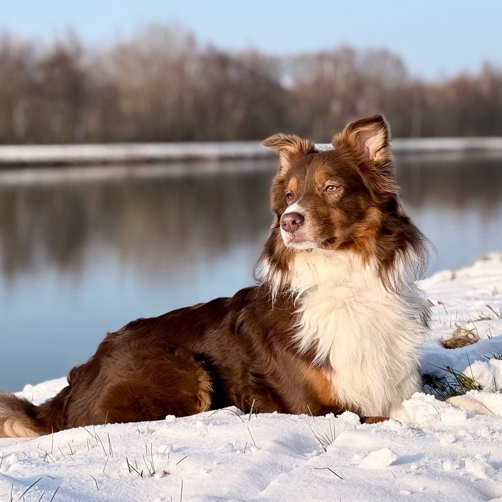 Hundetreffen-Social Walk | Trainingspartner-Profilbild