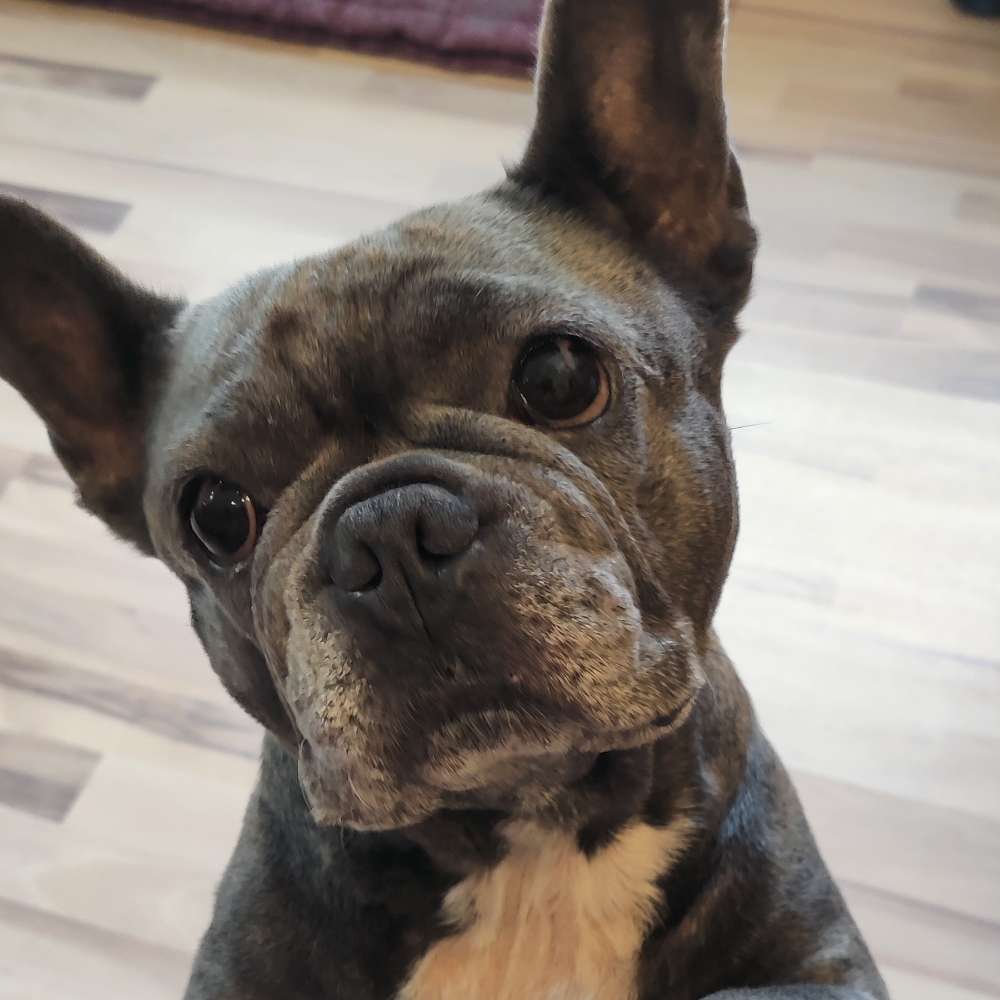 Hundetreffen-Gassitreffen/Treffen zum toben-Profilbild