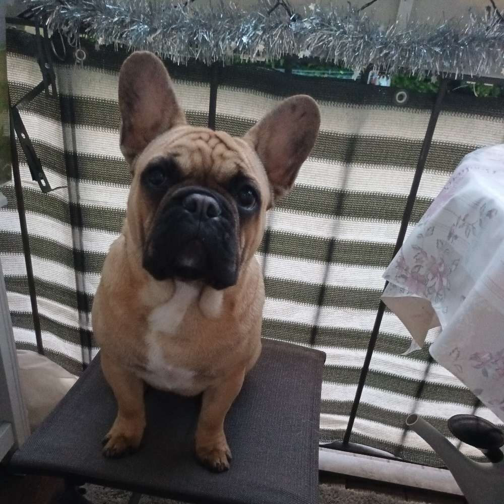 Hundetreffen-Ich Gerry:-) und wenn ich nicht höre bin ich Schröder:-) aber kommt ich bin 8Monate und ich lb.alle-Profilbild