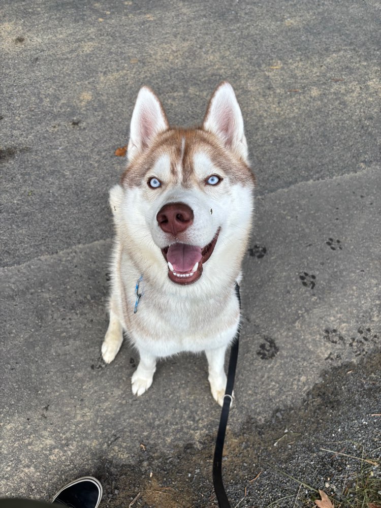 Hundetreffen-Apollo sucht Spielfreunde-Profilbild