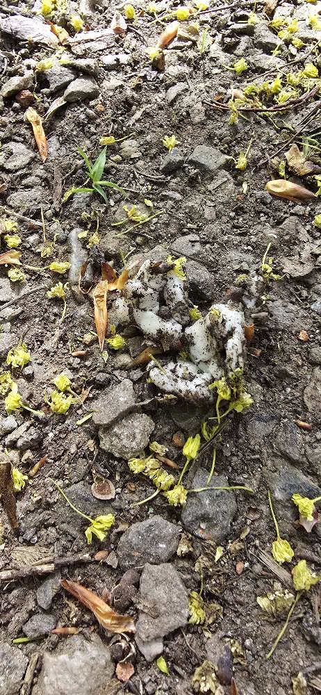 Giftköder-Evtl. Giftköder!-Profilbild