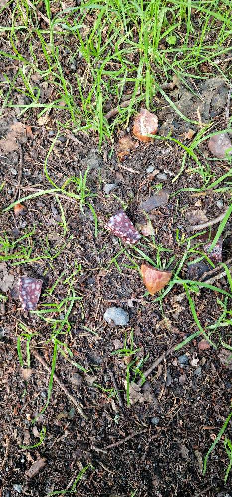 Giftköder-Wurststücke am Wegesrand verteilt-Profilbild