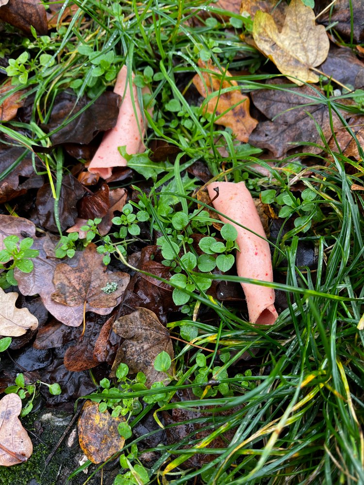 Giftköder-GiftKöder-Profilbild