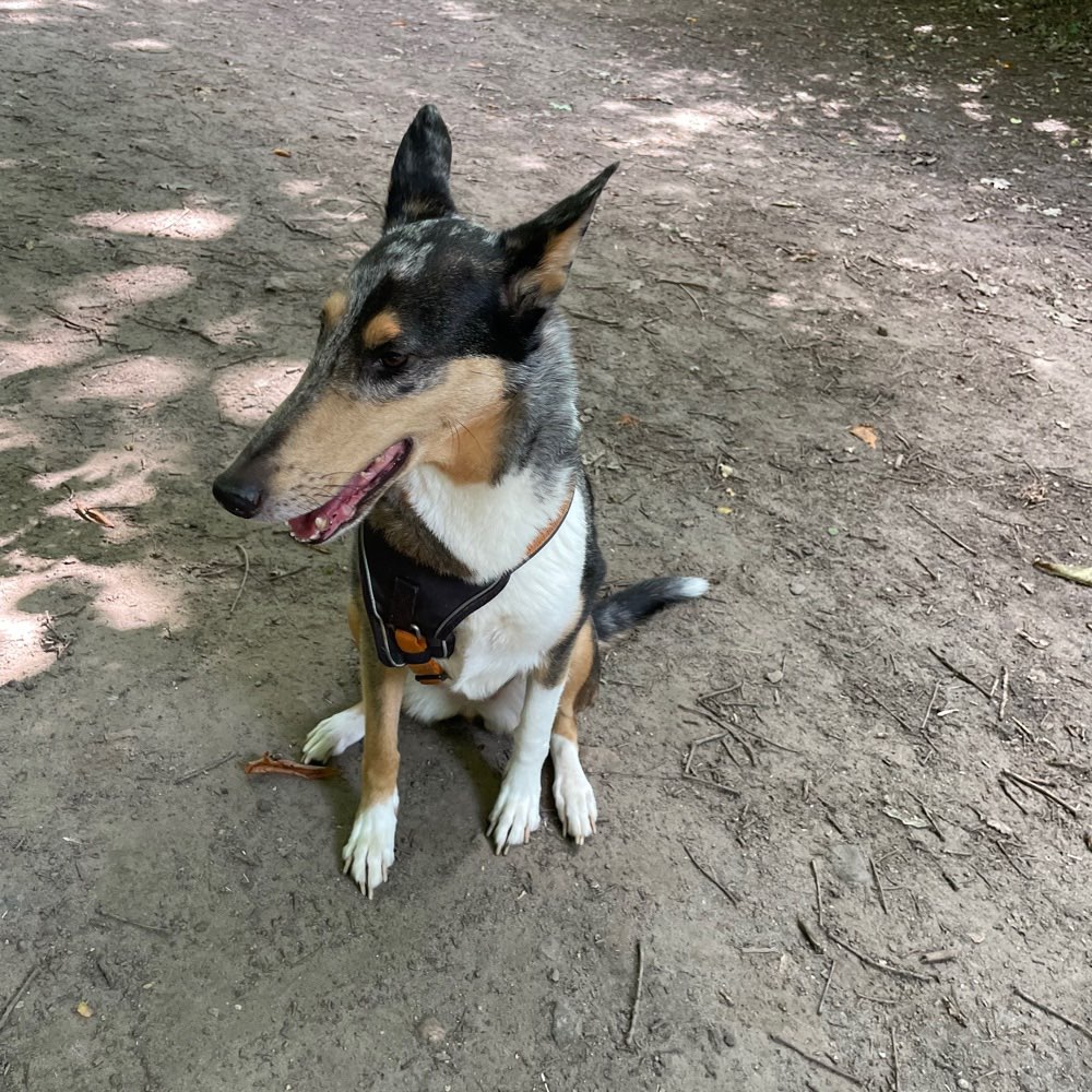 Hundetreffen-Gemeinsame Spaziergänge mit ausgeglichenen Hunden-Profilbild