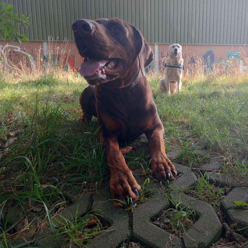 Hundetreffen-Mit wem kann ich gemeinsam spazieren gehen?-Profilbild