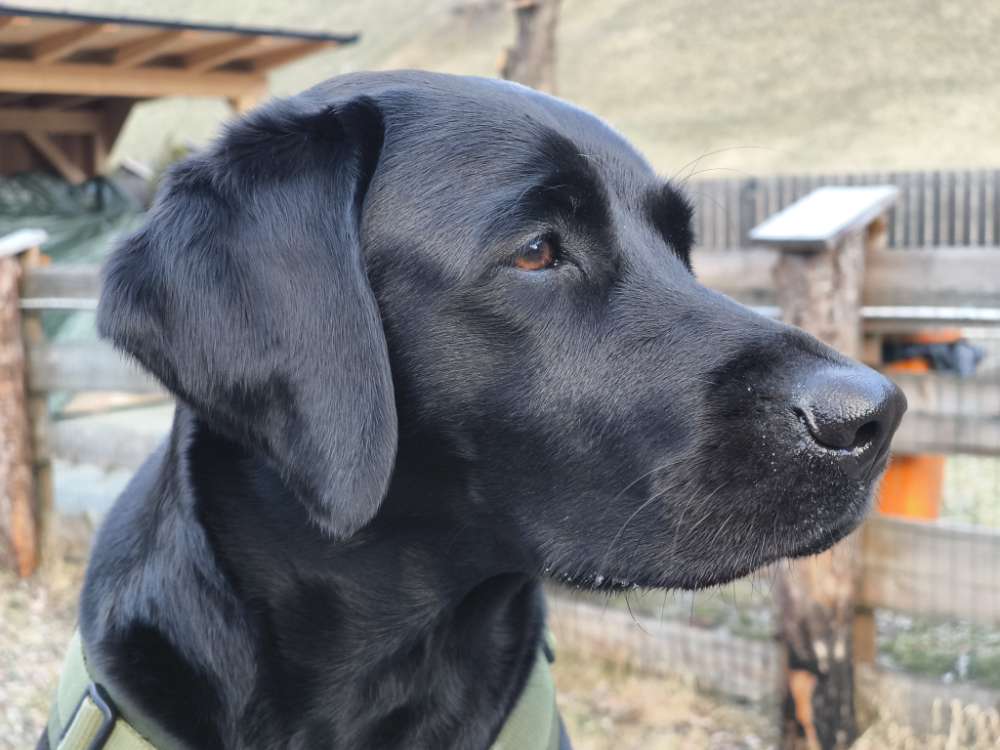 Hundetreffen-Trainingspartner Hundebegegnungen-Profilbild
