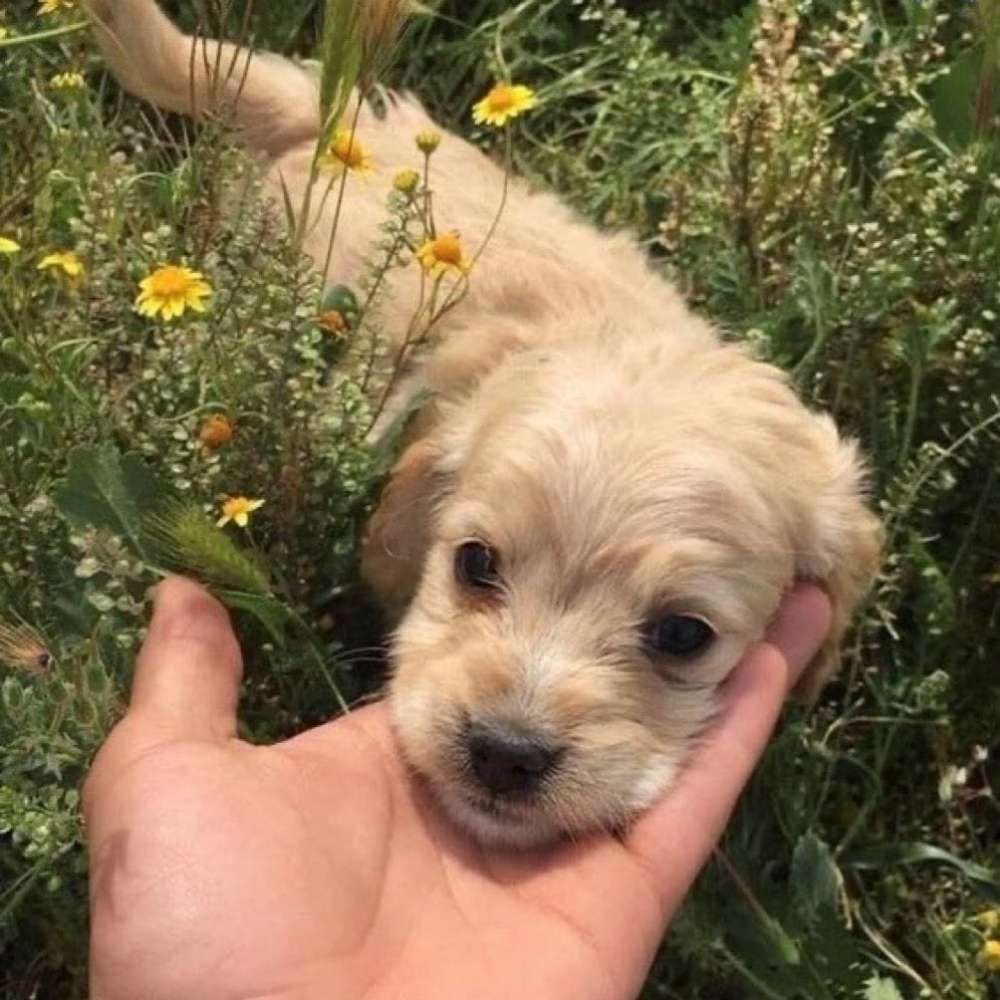 Hundetreffen-Hund ausleihen zum Gassi gehen :)-Profilbild