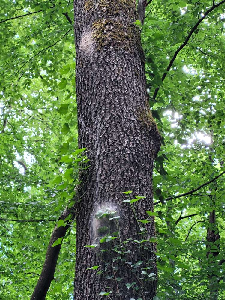 Giftköder-Eichenprozessionsspinner-Profilbild