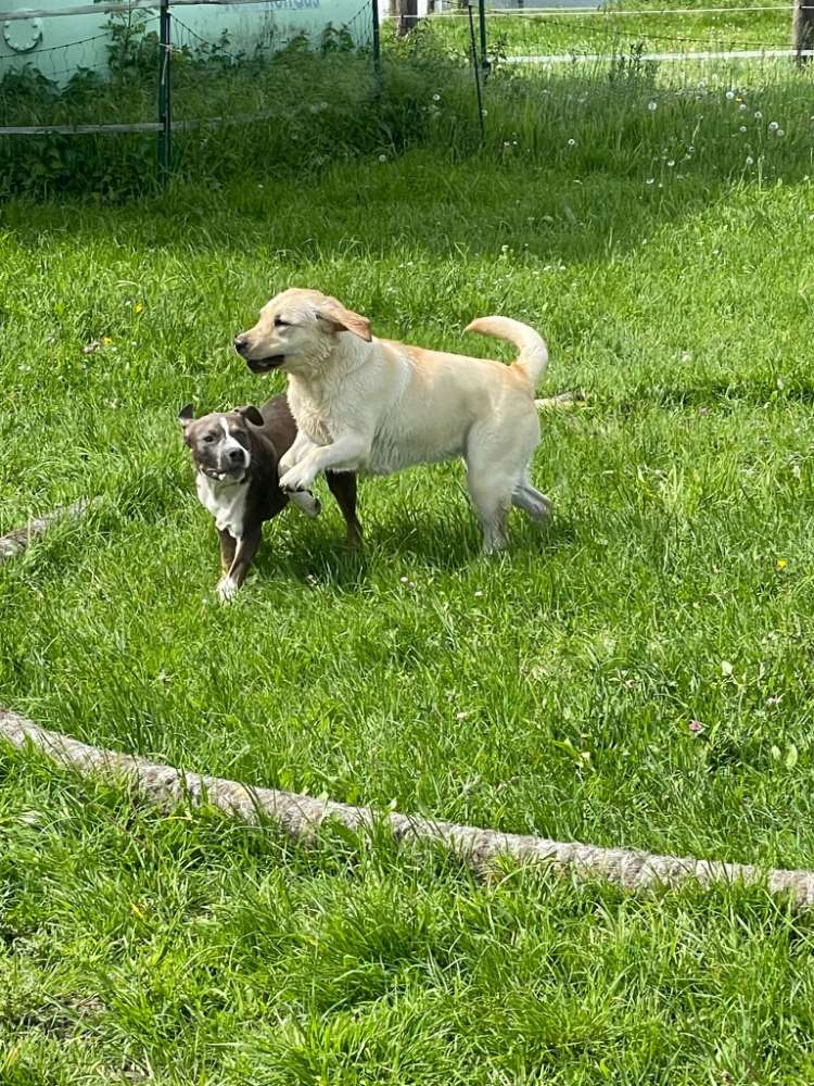 Hundetreffen-Welpenspielgruppe, Welpe- und Hundetreffe-Profilbild