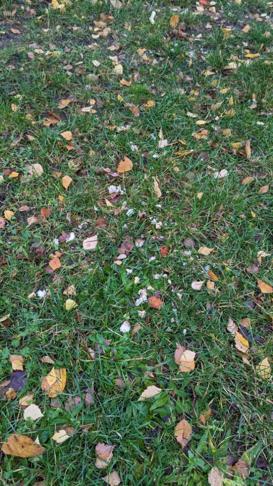 Giftköder-Brot auf der Wiese-Profilbild