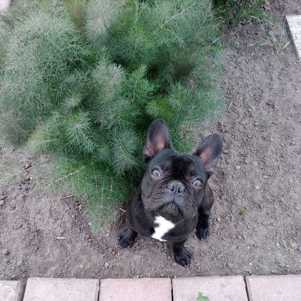 Hundetreffen-Suche Spielfreunde-Profilbild