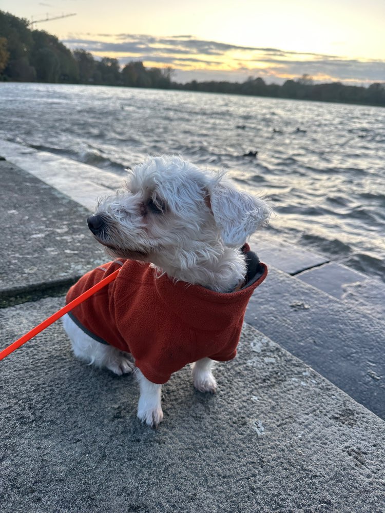 Hundetreffen-Hundefreunde Nähe Aasee gesucht-Profilbild