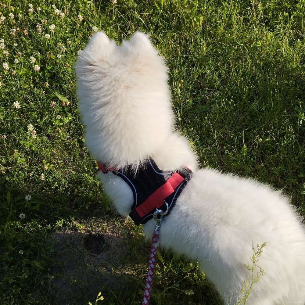 Hundetreffen-Welpenrunde-Profilbild