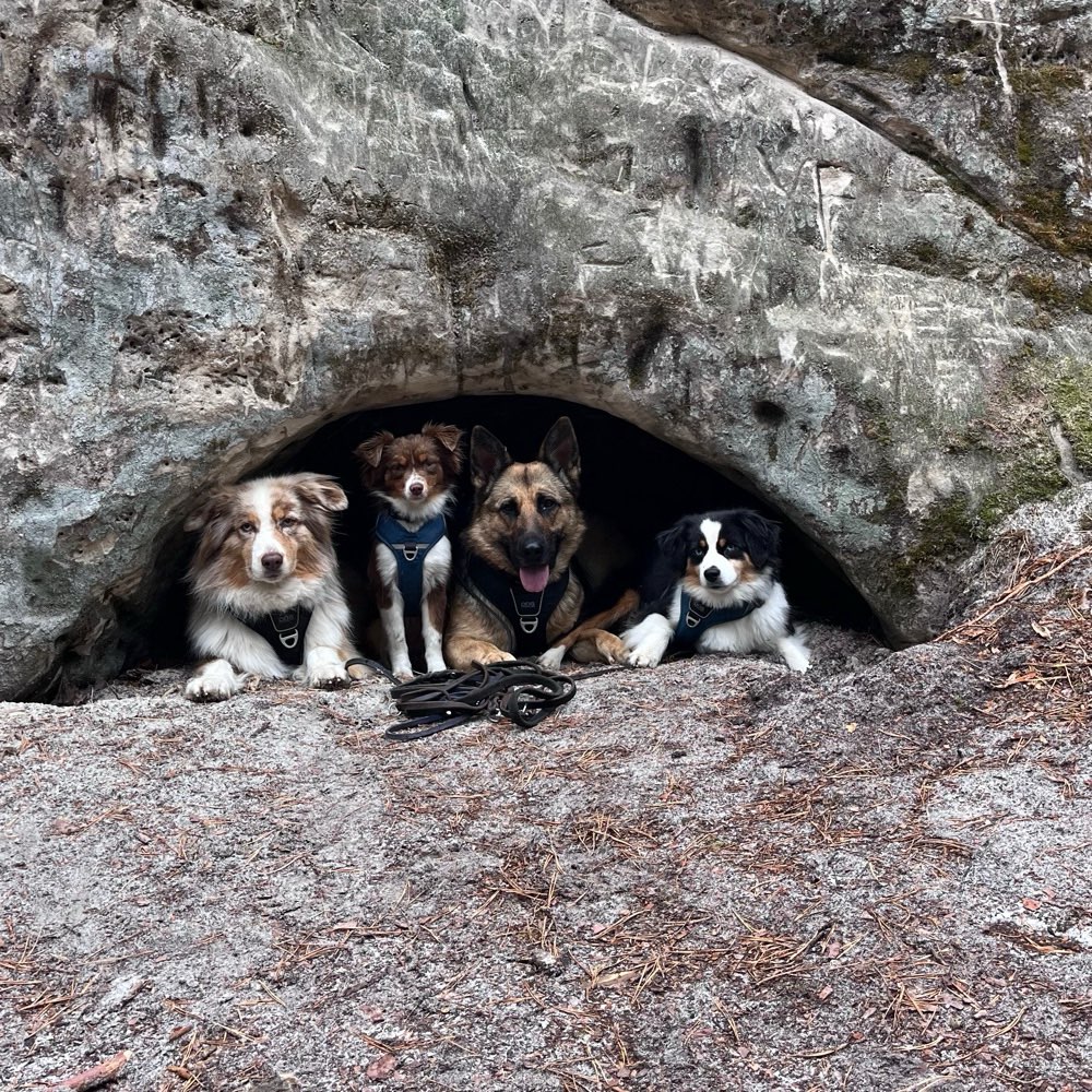 Hundetreffen-Gemeinsame Gassirunde mit spiel und Spaß im Rudel-Profilbild