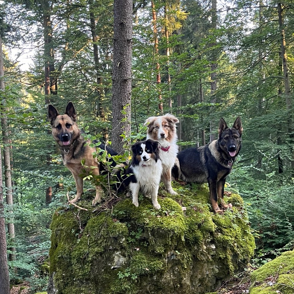 Hundetreffen-Gassirunden und Spielspaß-Profilbild