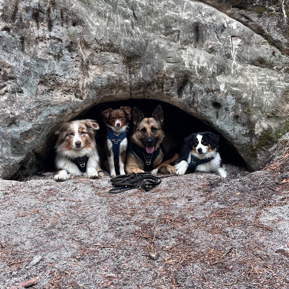 Hundetreffen-Gassirunden und Spielspaß-Profilbild