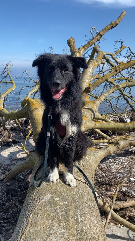 Hundetreffen-Zum spazieren oder zum Spielen-Profilbild