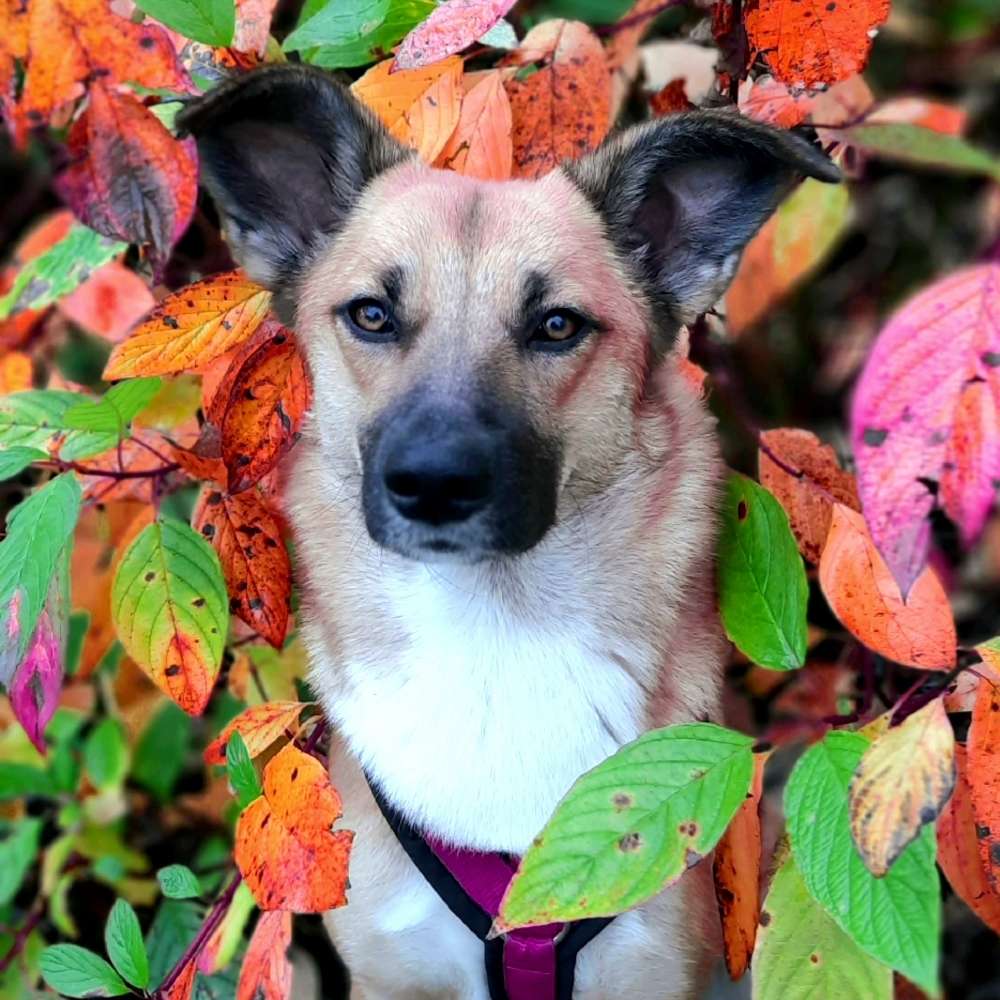 Hundetreffen-Trainings-  und Spielpartner gesucht-Profilbild