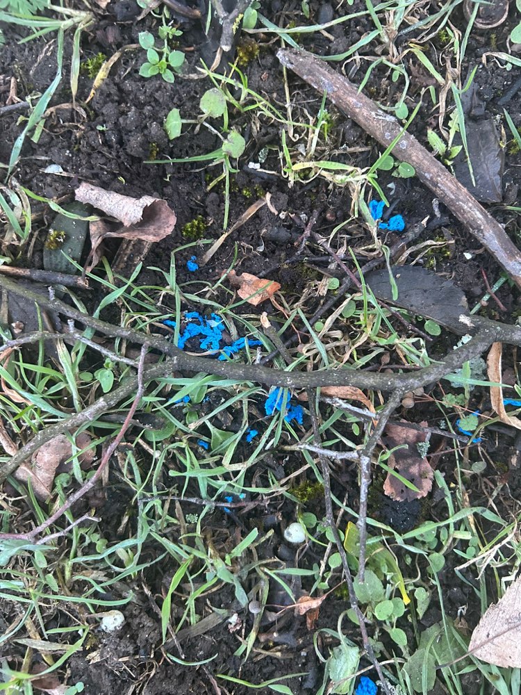 Giftköder-Eventuell Rattengift?-Profilbild