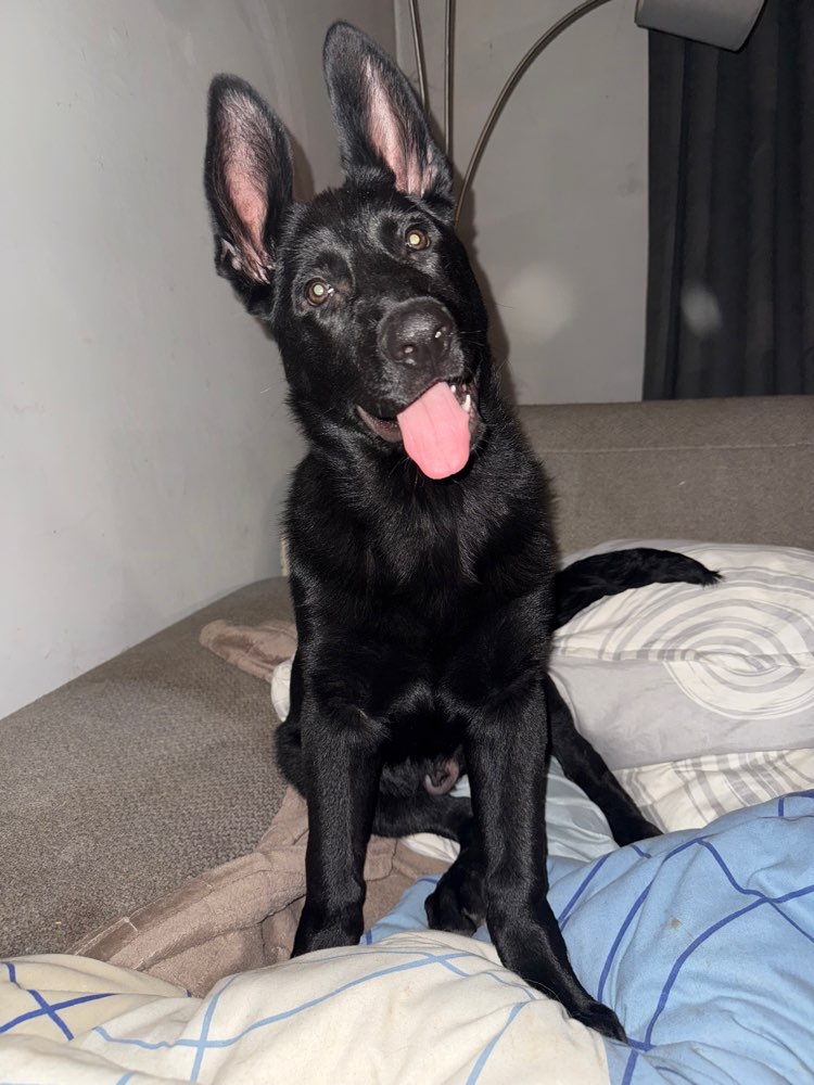 Hundetreffen-Welpentreffen aber auch gerne mit älteren Hunden-Profilbild