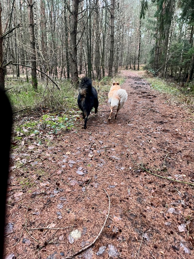 Hundetreffen-Zusammen spazieren reden lachen-Profilbild