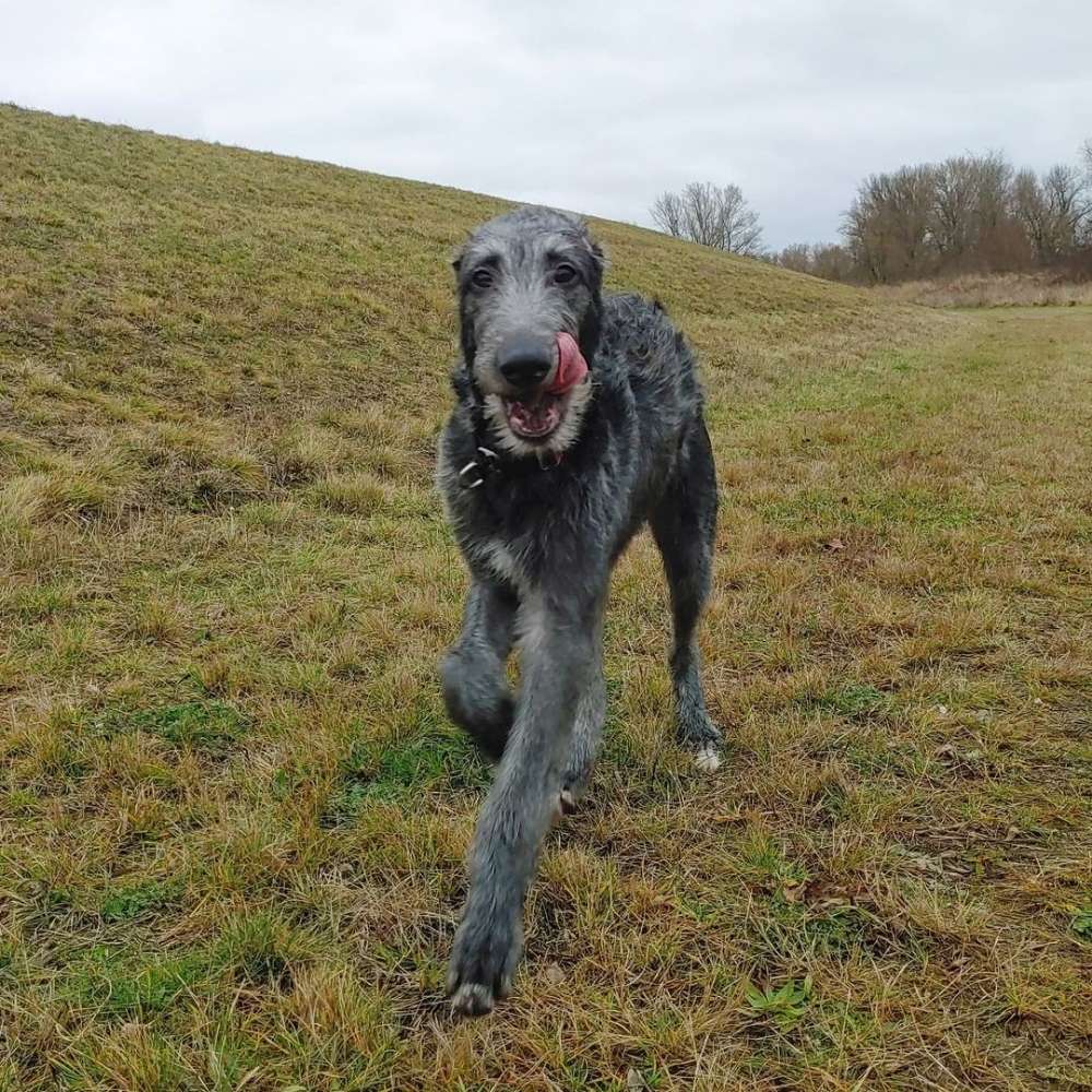 Hundetreffen-Gassirunden und spielen-Profilbild