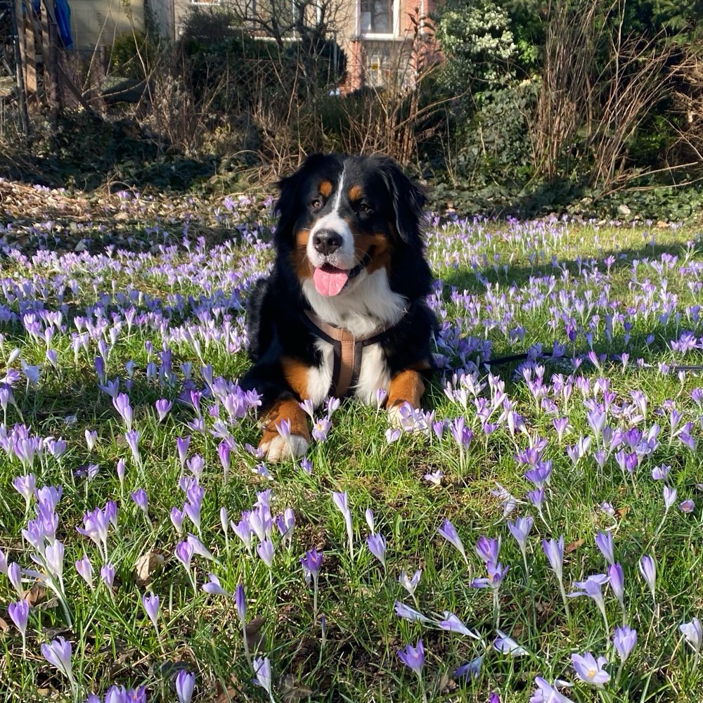 Hundetreffen-Spielen/Gassi gehen-Profilbild