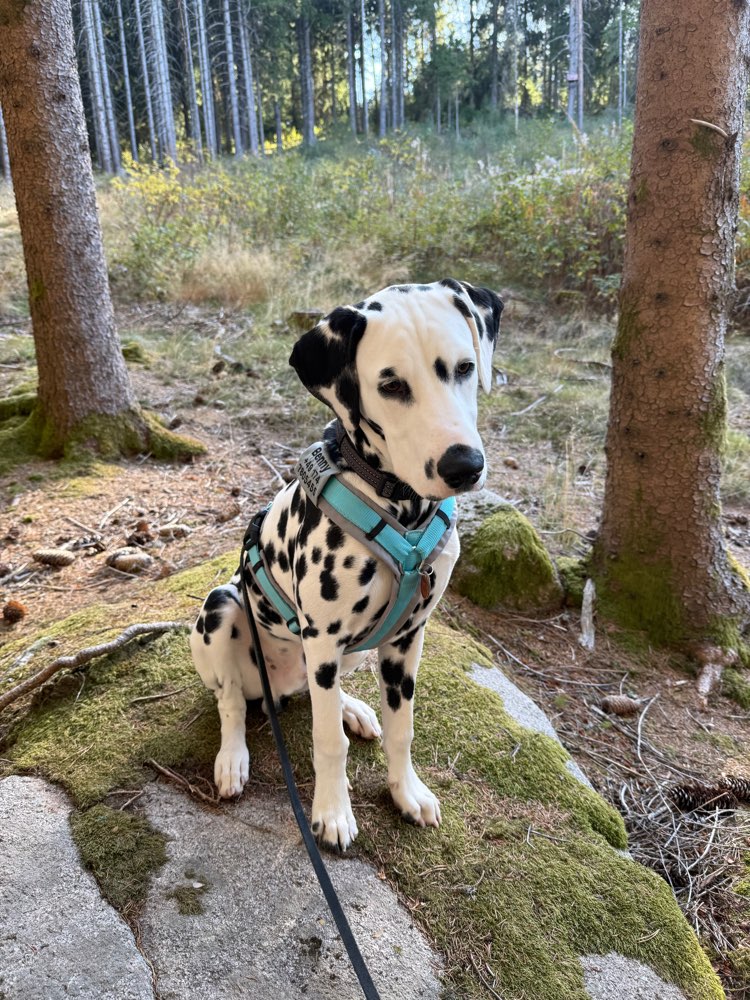 Hundetreffen-Spieletreffen Junghund-Profilbild