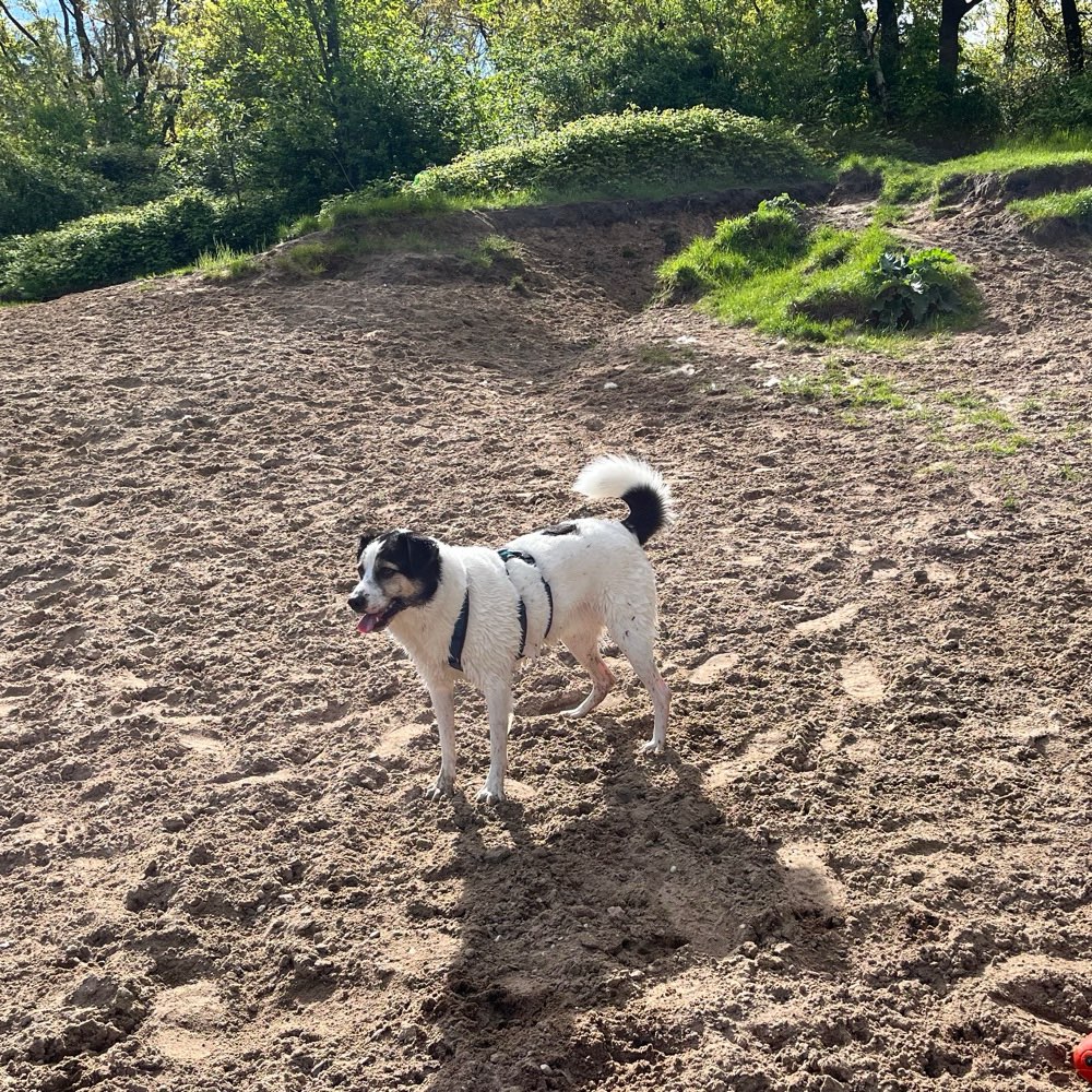 Hundetreffen-Spazier- und Spieltreffen-Profilbild