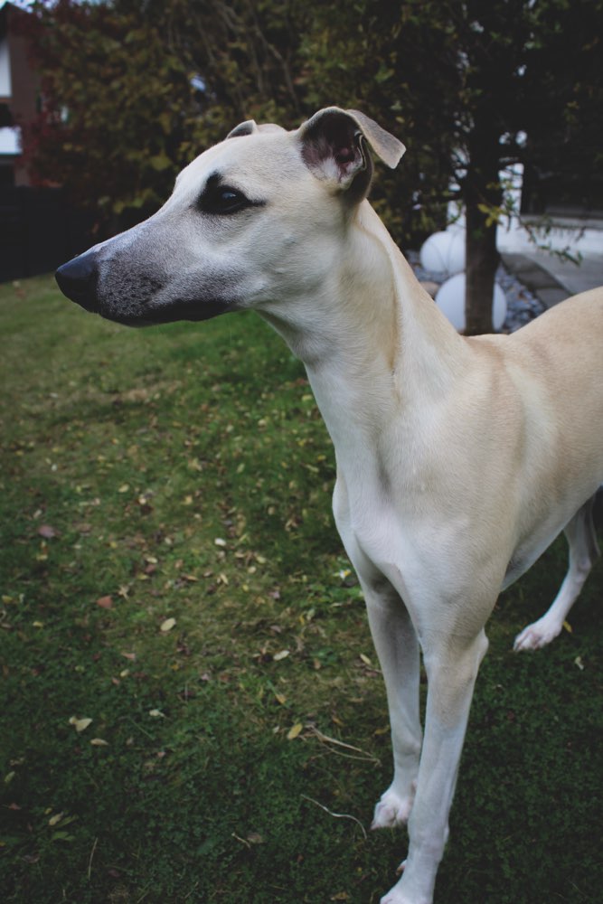 Hundetreffen-Social Walking/ Hundetreffen-/toben-Profilbild