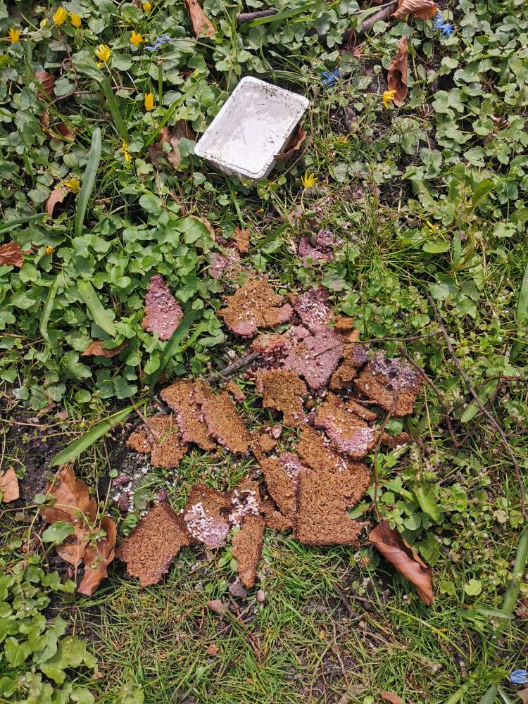 Giftköder-Giftköder mit Brot und Frischkäse-Profilbild