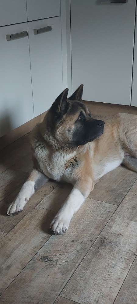 Hundetreffen-Gassi gehen und toben-Profilbild