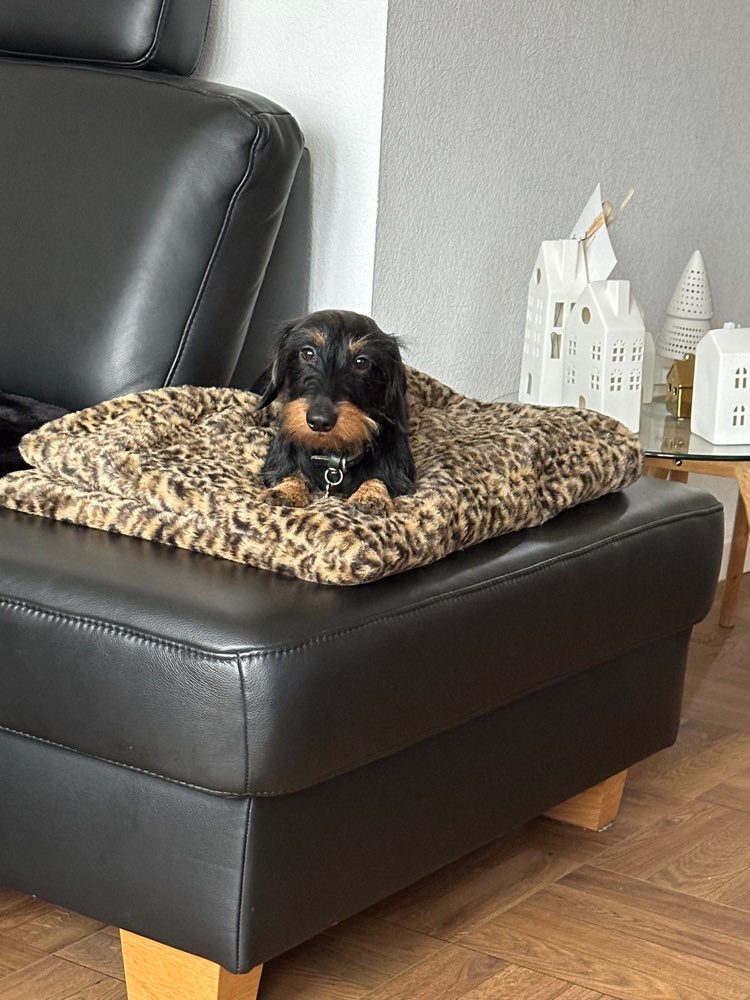 Hundetreffen-Treffen zum spielen 🥰-Profilbild