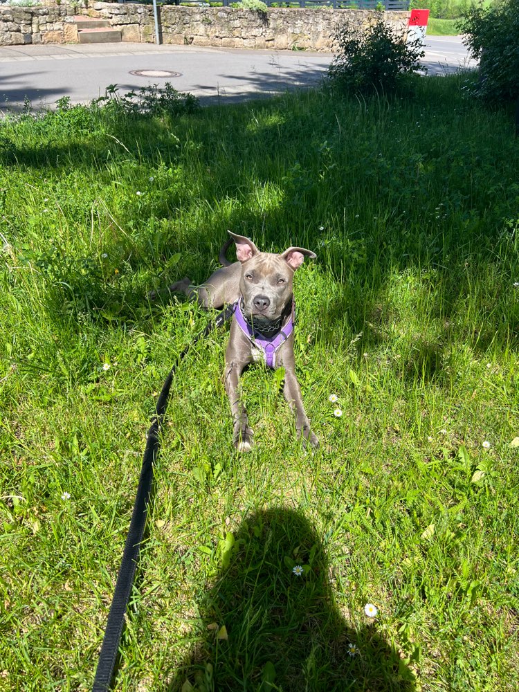 Hundetreffen-Ruhige(r) Spielfreund(e) mit Garten gesucht-Profilbild