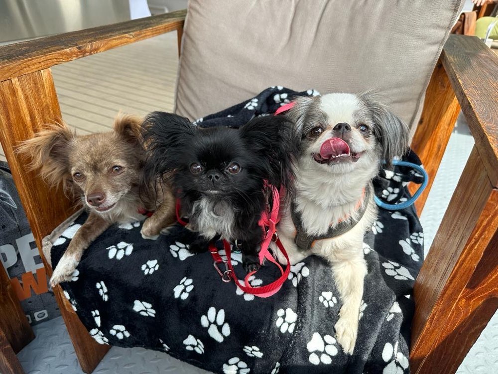 Hundetreffen-Kleine Hundetreffen-Profilbild