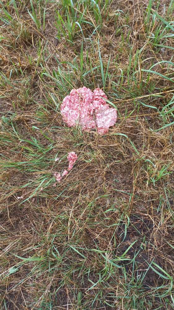 Giftköder-Achtung - Rohes Hackfleisch-Profilbild