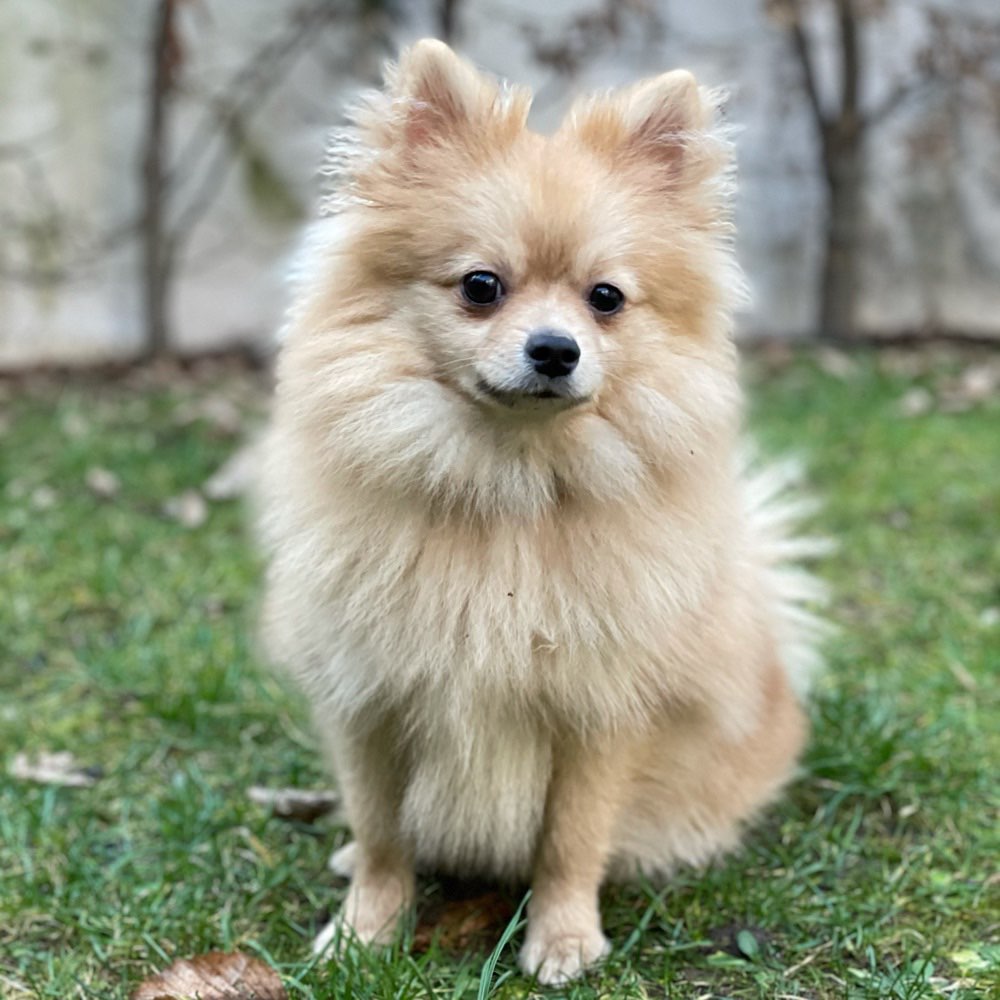 Hundetreffen-Welpen/ Junghunde Treffen-Profilbild