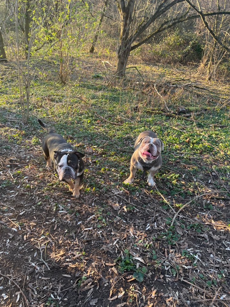 Hundetreffen-Bulldoggen treffen-Profilbild