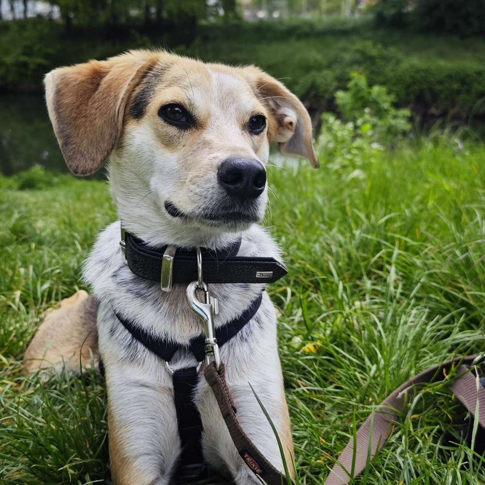 Hundetreffen-Hundekumpels gesucht-Profilbild