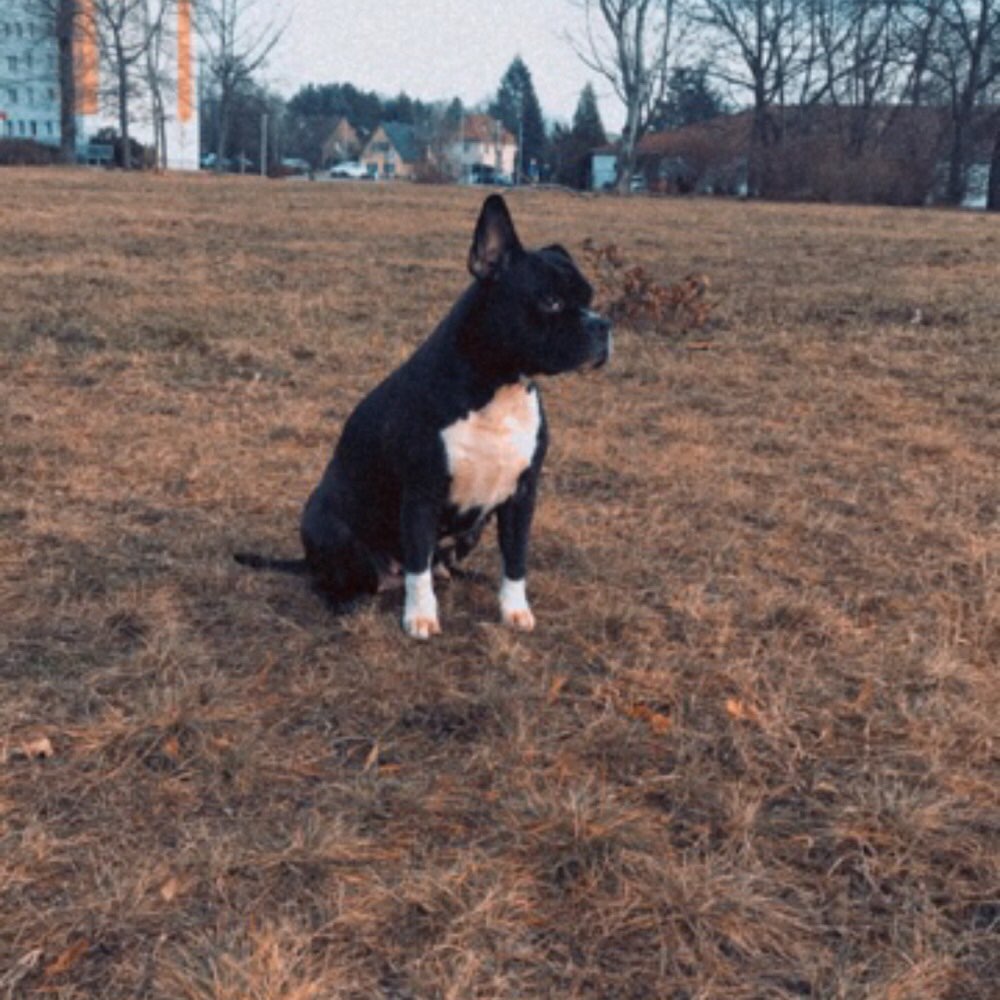 Hundetreffen-Spielen und toben-Profilbild