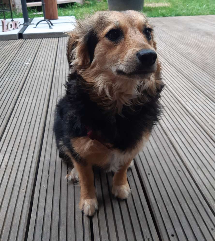 Hundetreffen-Gemeinsamer Spaziergang-Profilbild