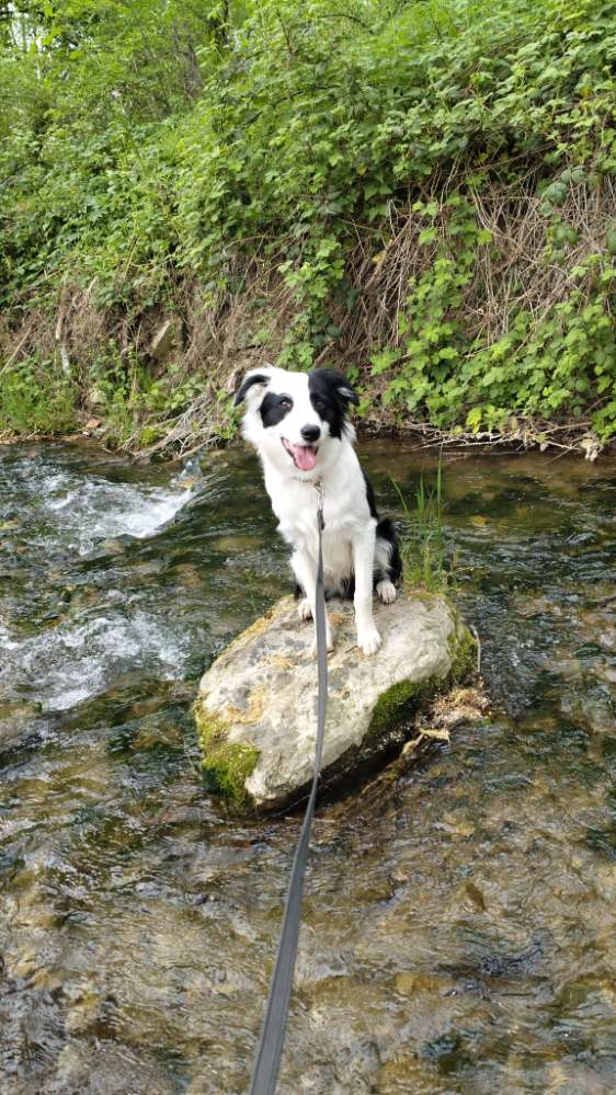 Hundetreffen-Suche Mitstreiter für kleine Wanderungen-Profilbild