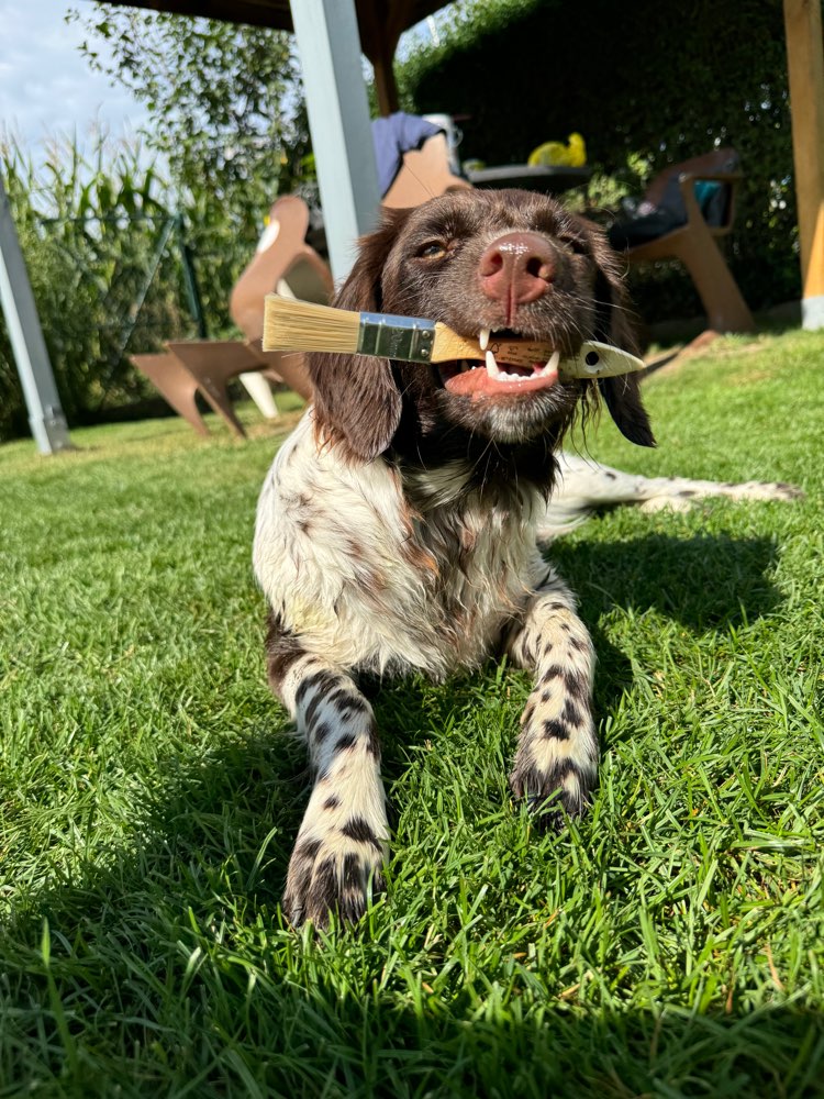 Hundetreffen-Gassi gehen-Profilbild