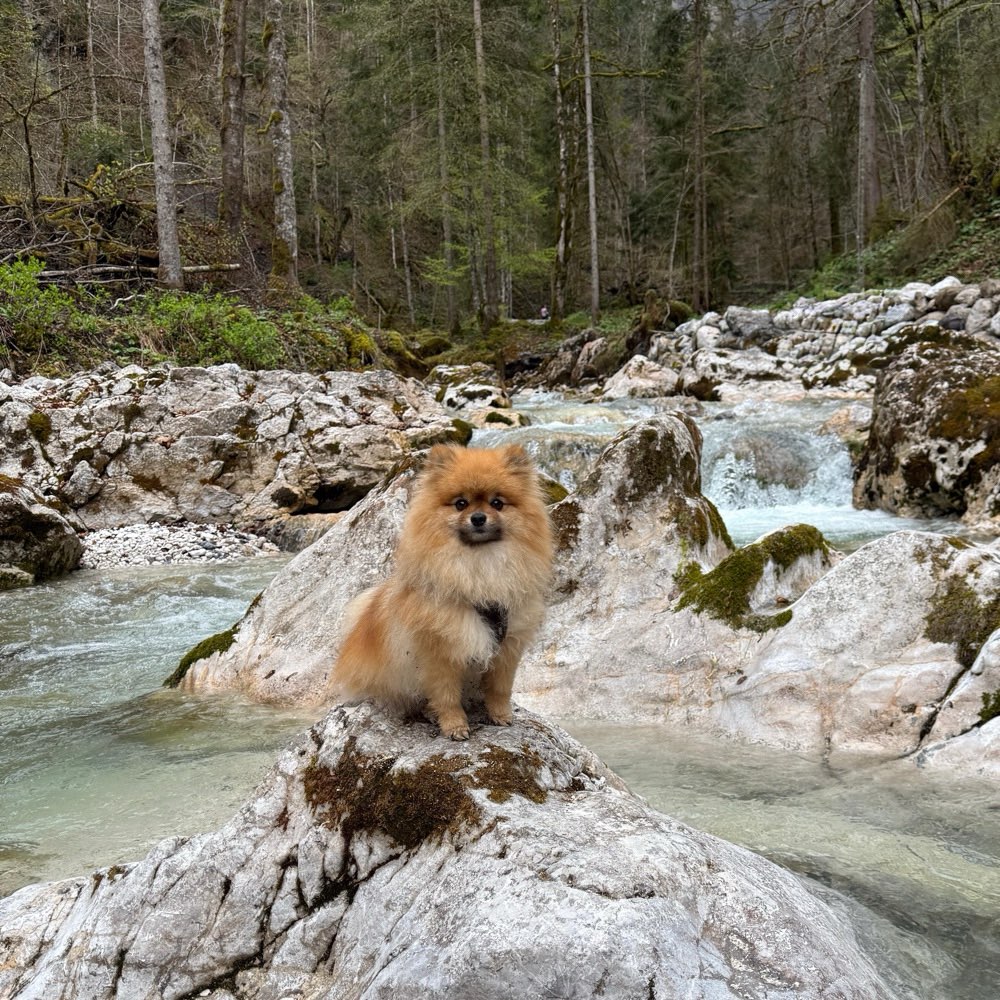 Hundetreffen-Spieltreffen-Profilbild