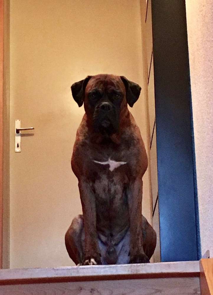 Hundetreffen-Boxer hund-Profilbild