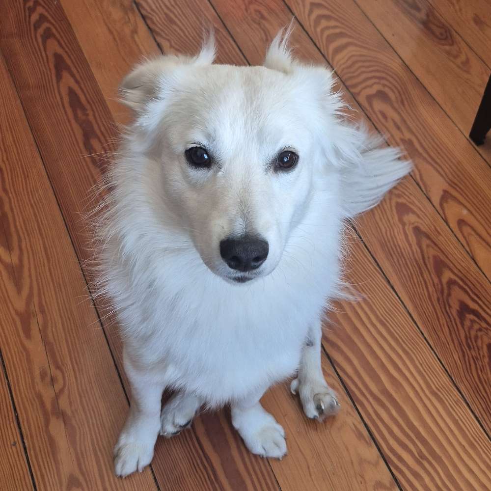 Hundetreffen-Wöchentliches Hundetreffen nähe Südfriedhof-Profilbild