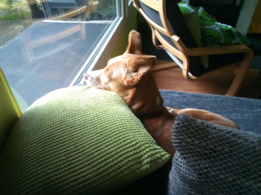 Hundetreffen-Gassirunde-Profilbild